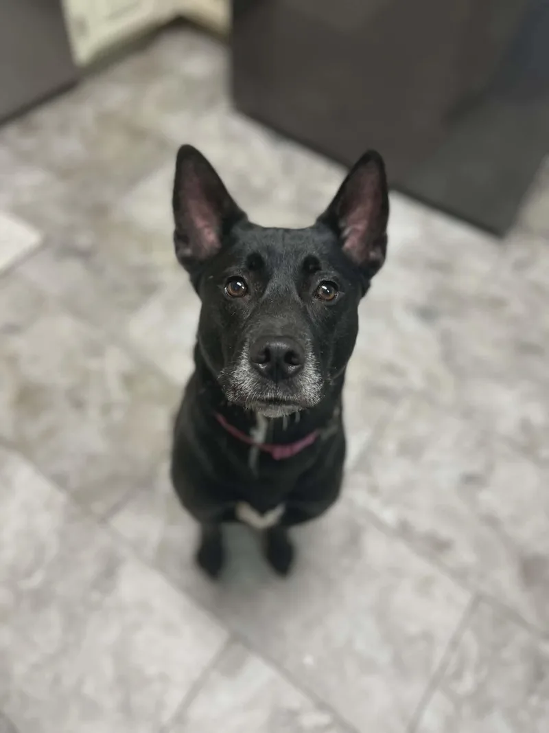 A young medium-sized female Shepherd dog named Lucy for adoption in Mobile, AL