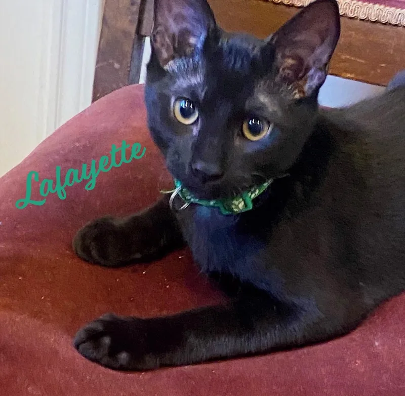 A baby medium-sized male Black Bombay cat named Lafayette Revolutionarybro for adoption in Houston, TX