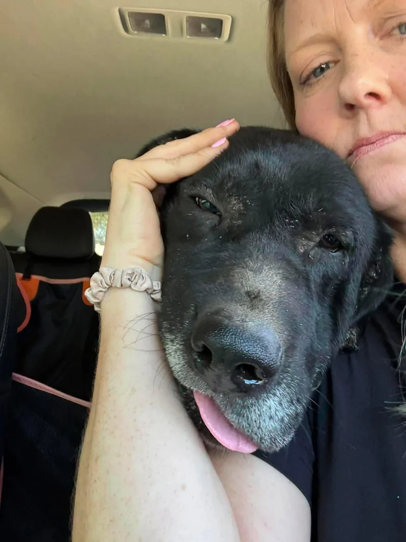 A senior large-sized male Labrador Retriever dog named Wyatt for adoption in San Diego, CA