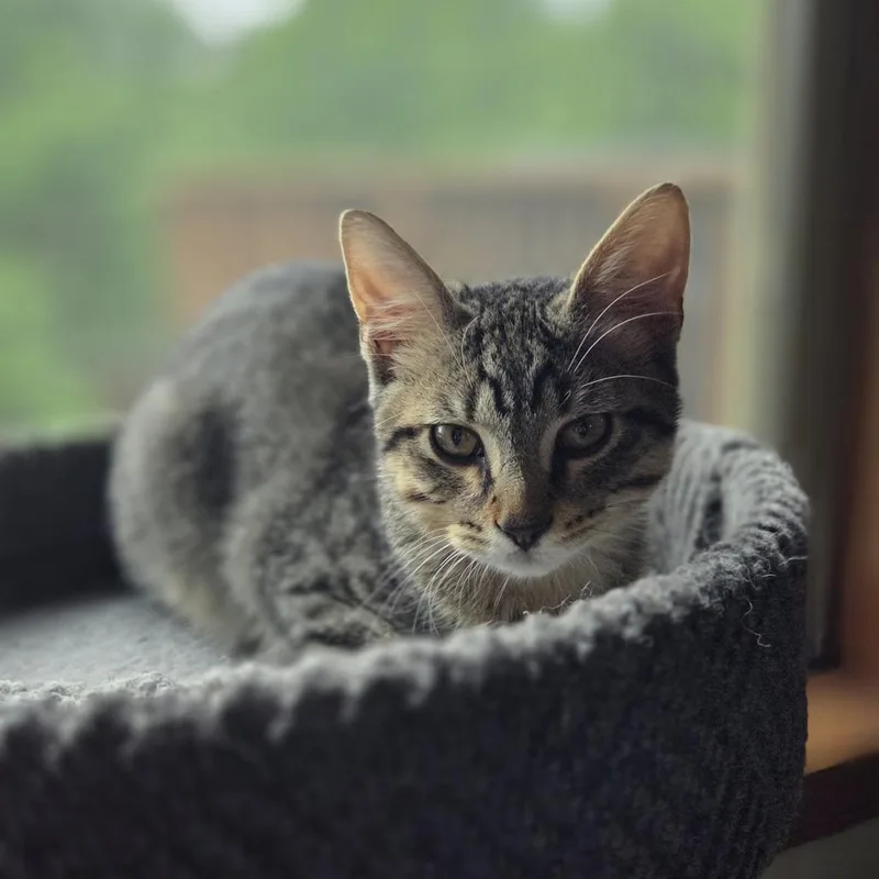 A baby medium-sized male Gray / Blue / Silver Domestic Short Hair cat named Andy C for adoption in Minnetonka, MN