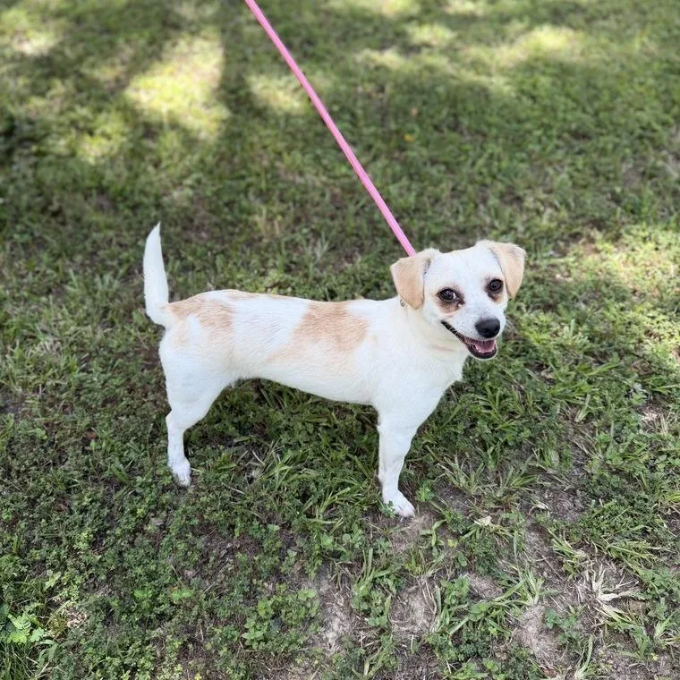 A young small-sized female White / Cream Chihuahua dog named M'Love for adoption in Carencro, LA