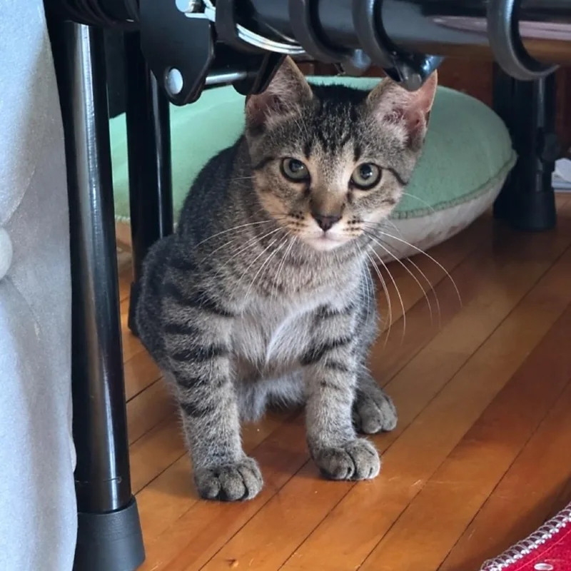 A young small-sized male Domestic Short Hair cat named Pompeii for adoption in LYLE, MN