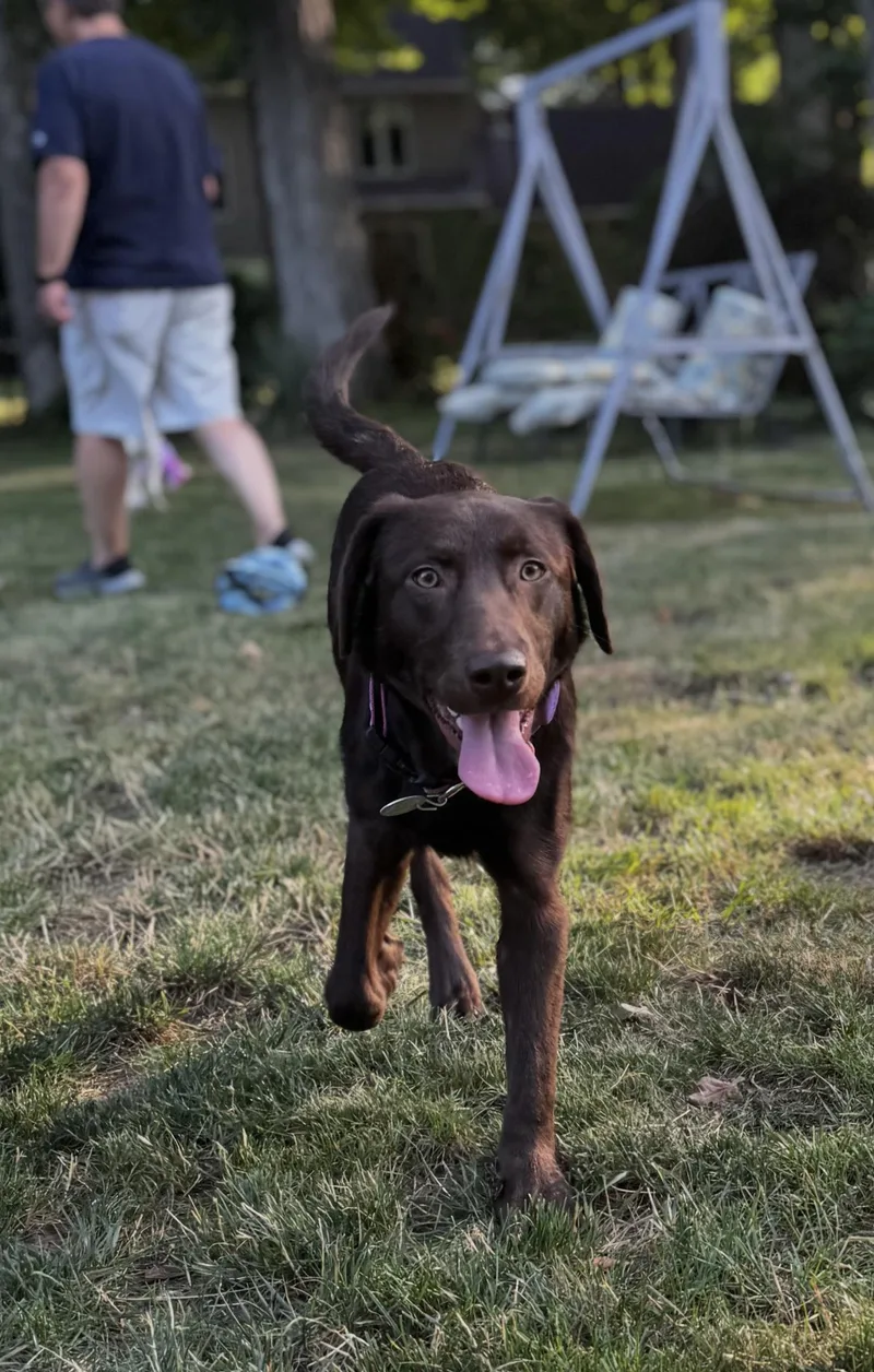 A young medium-sized female Brown / Chocolate Labrador Retriever dog named Penny for adoption in Warrington, PA