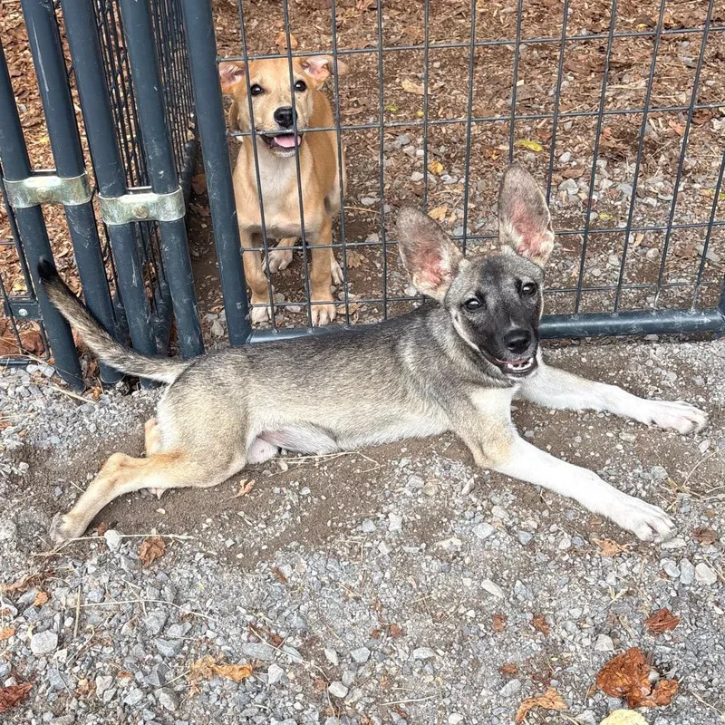 A baby small-sized female Yellow / Tan / Blond / Fawn Mixed Breed dog named Bat for adoption in Saint Louis, MO