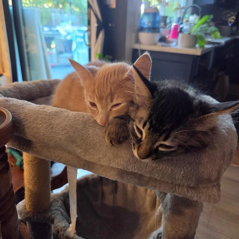 A baby medium-sized male Tabby cat named Cc for adoption in Walnut Creek, CA