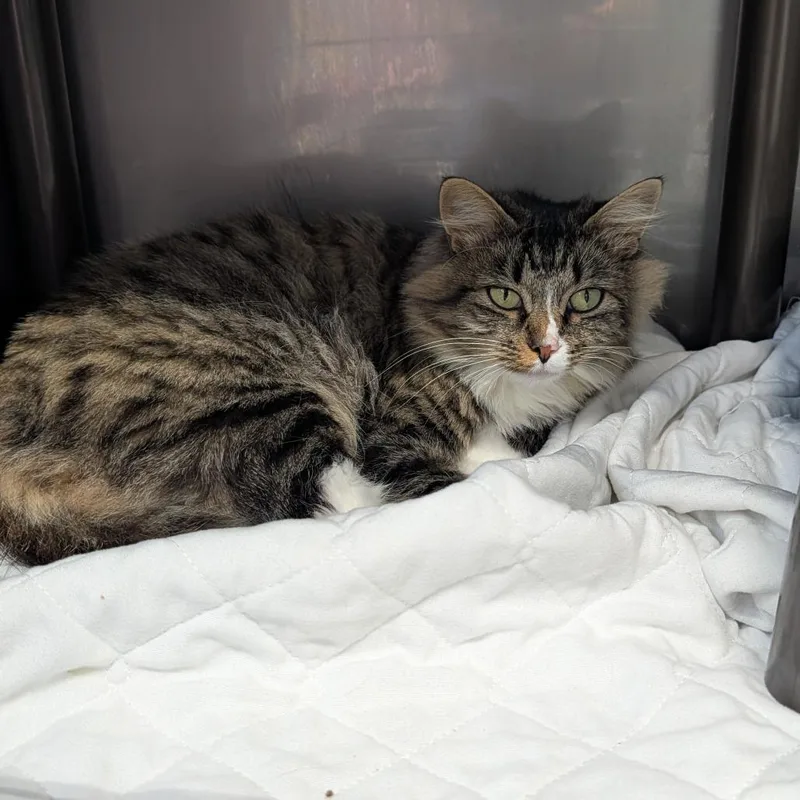 An adult large-sized female Tortoiseshell Domestic Long Hair cat named Cecelia for adoption in Jefferson city, TN
