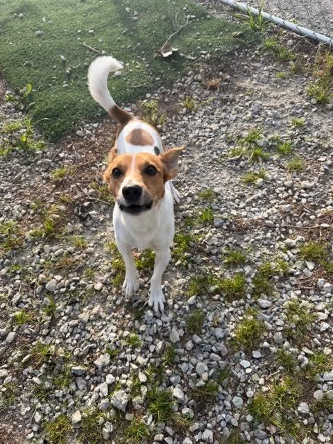 A young large-sized male Jack Russell Terrier dog named Scout for adoption in Lagrange, IN