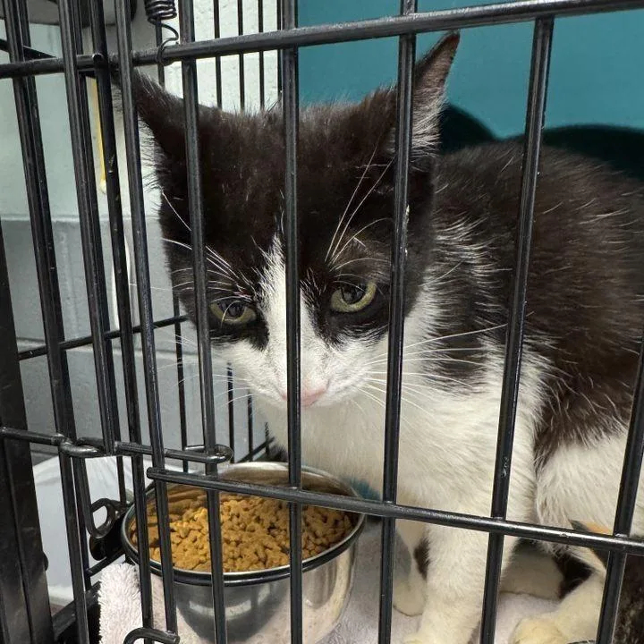 Seraphina thumbnail 3