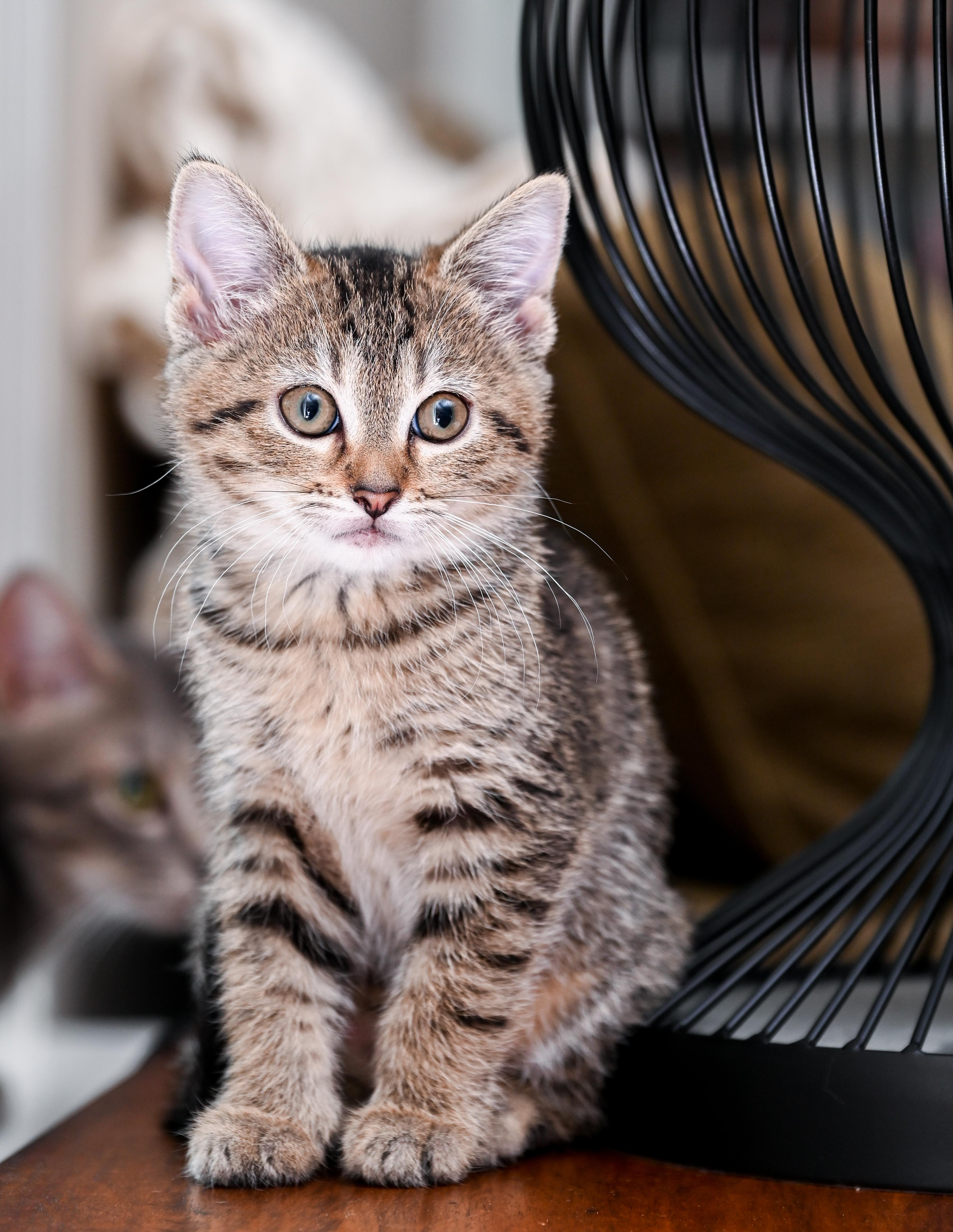 A baby medium-sized female Tabby (Brown / Chocolate) Tabby cat named Starfish for adoption in Chattanooga, TN