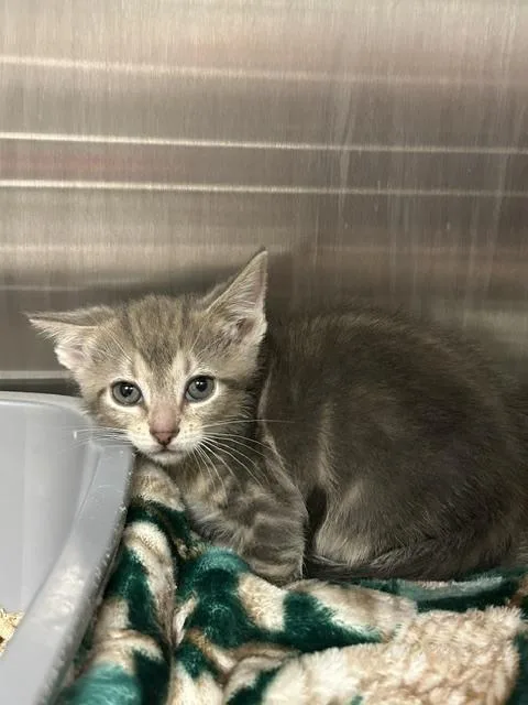 A baby small-sized male Buff & White Domestic Short Hair cat named Vinnie for adoption in Muskegon, MI
