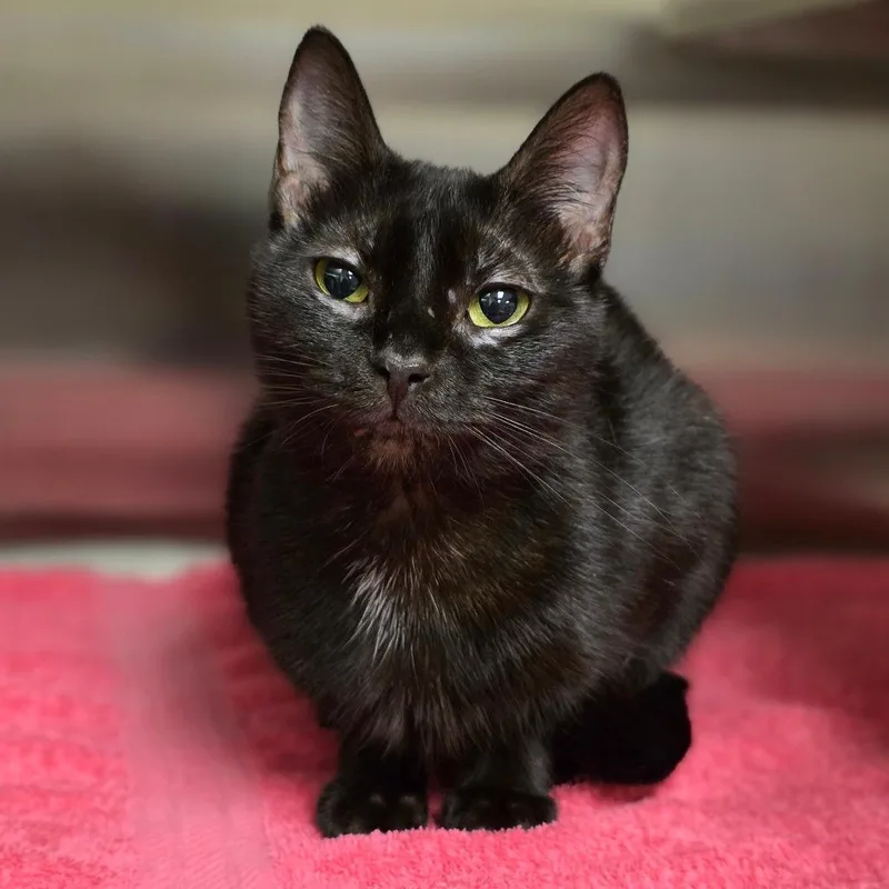 A young medium-sized female Black Domestic Short Hair cat named Josie for adoption in Bristol, IN