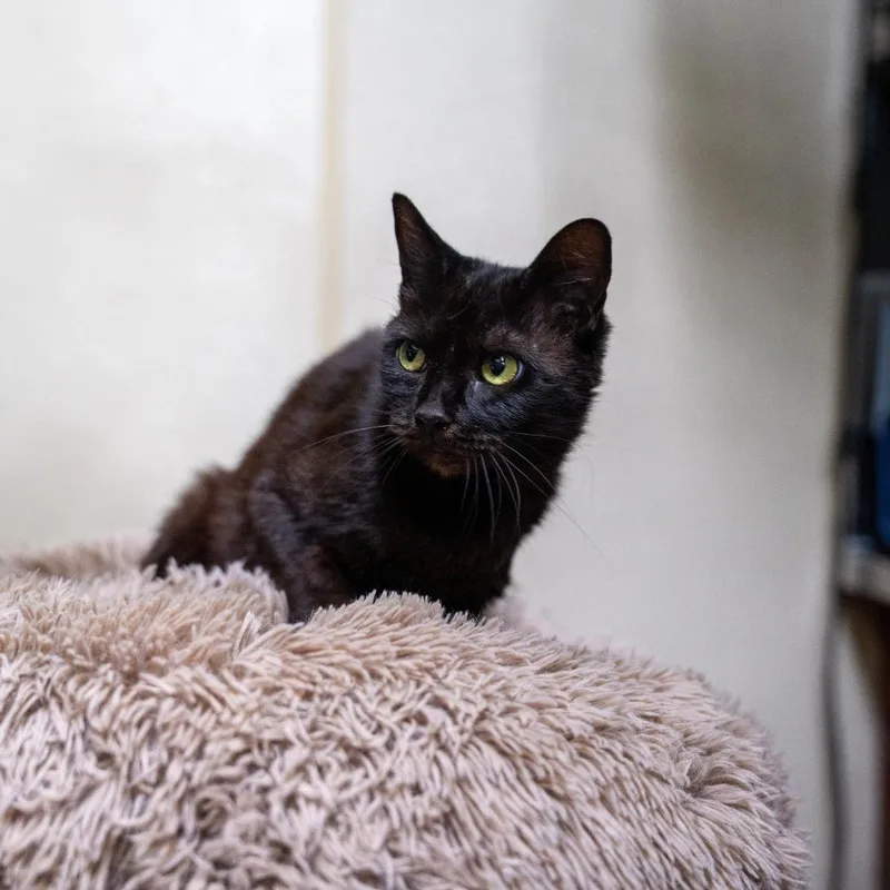 An adult medium-sized female Black Domestic Short Hair cat named Holly for adoption in Gainesville, GA