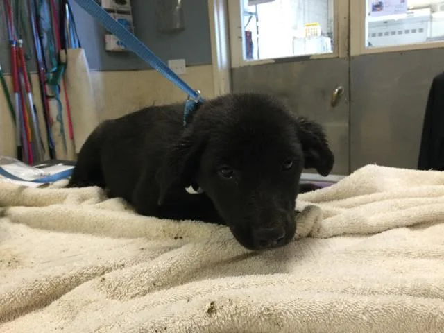 A baby small-sized female Labrador Retriever dog named Elena for adoption in Riverside, CA