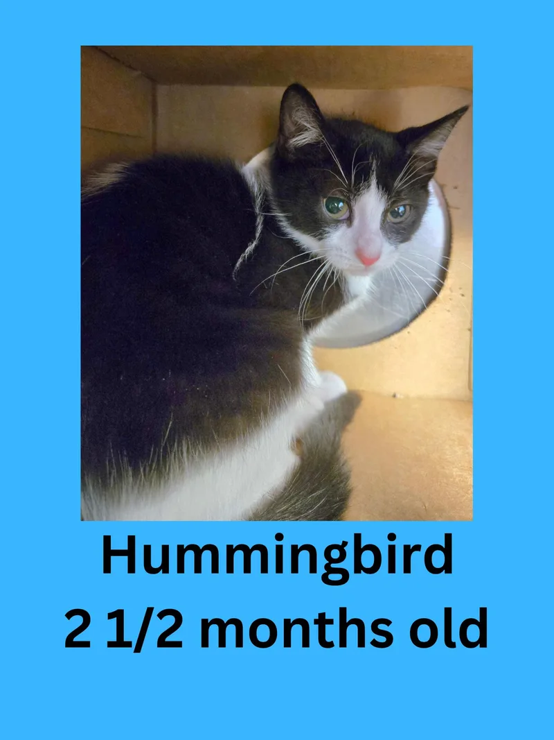 A baby small-sized male Black & White / Tuxedo Domestic Short Hair cat named Hummingbird for adoption in Ravenna, OH