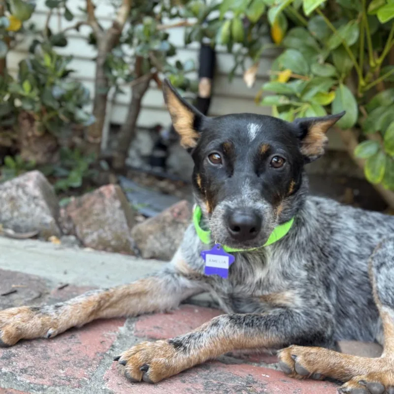 An adult medium-sized female Black Cattle Dog dog named Amelia for adoption in San Francisco, CA