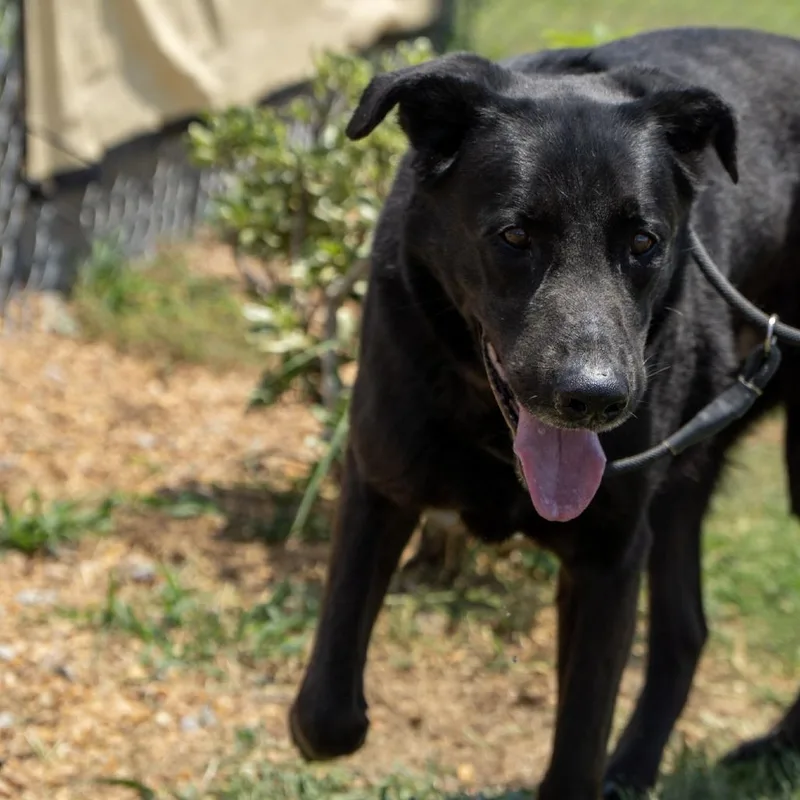 A senior large-sized male Black Retriever dog named Sirius Black for adoption in Elizabeth City, NC