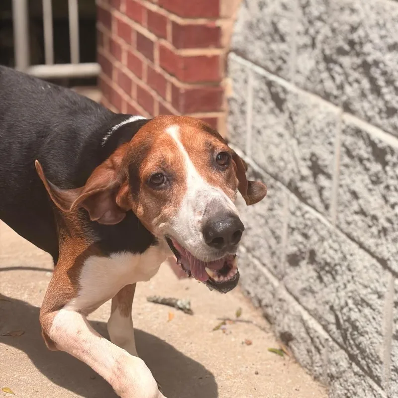 An adult large-sized male Brown / Chocolate Treeing Walker Coonhound dog named Boone for adoption in Columbus, GA