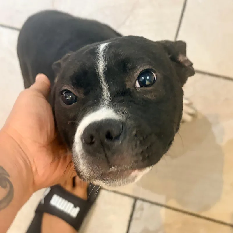 A baby medium-sized female Black Pit Bull Terrier dog named Pepper for adoption in Philadelphia, PA