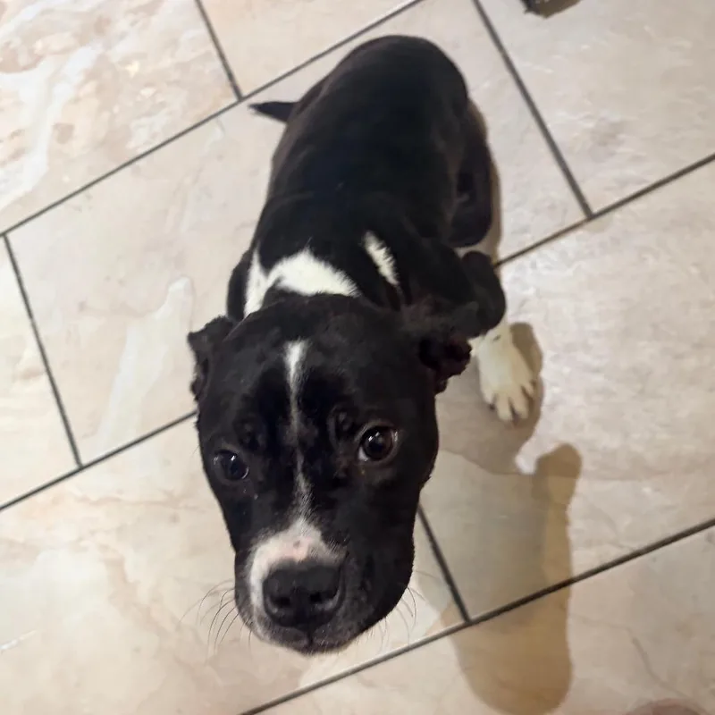 Pepper thumbnail 2
