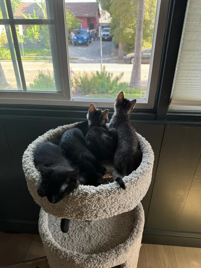 Stubbs!! thumbnail 2