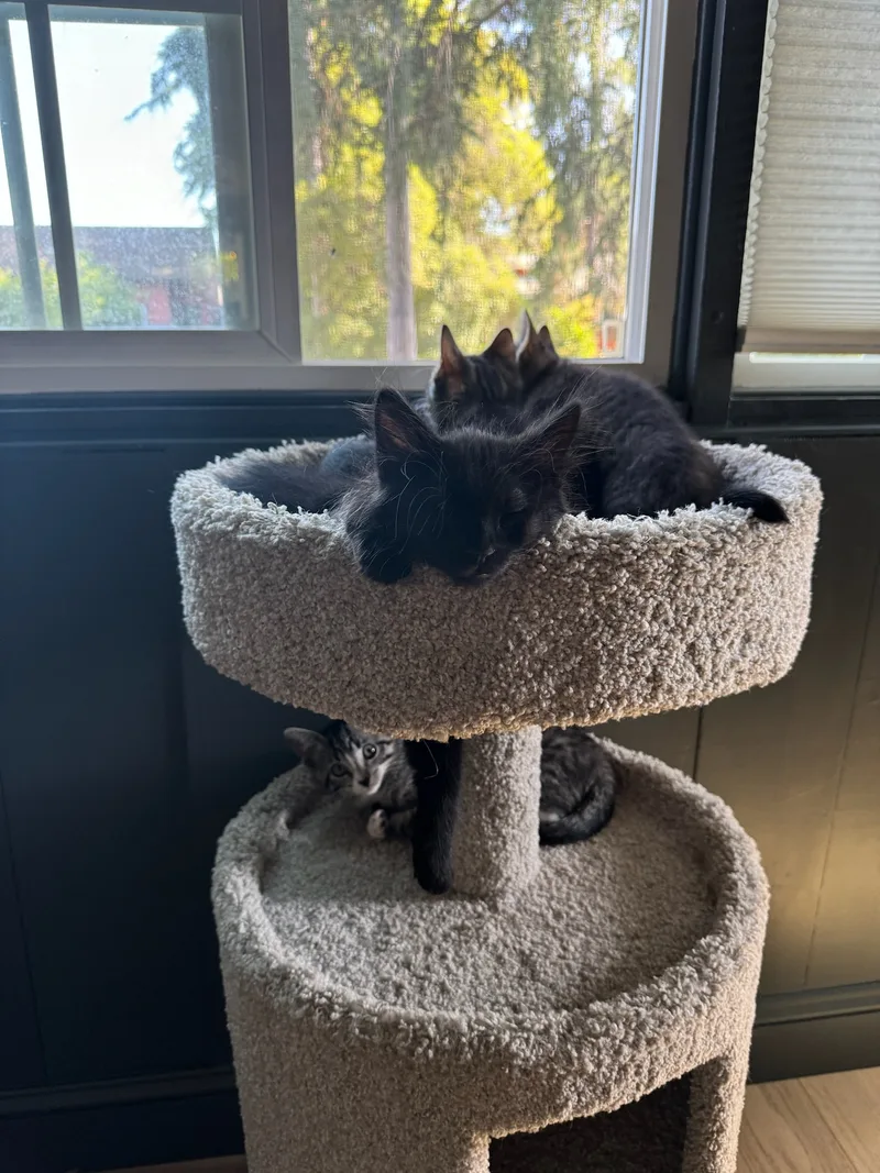 Stubbs!! thumbnail 3