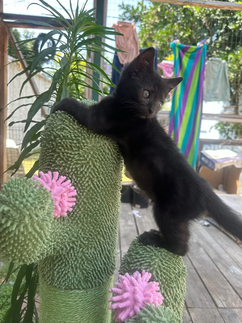 Stubbs!! thumbnail 5