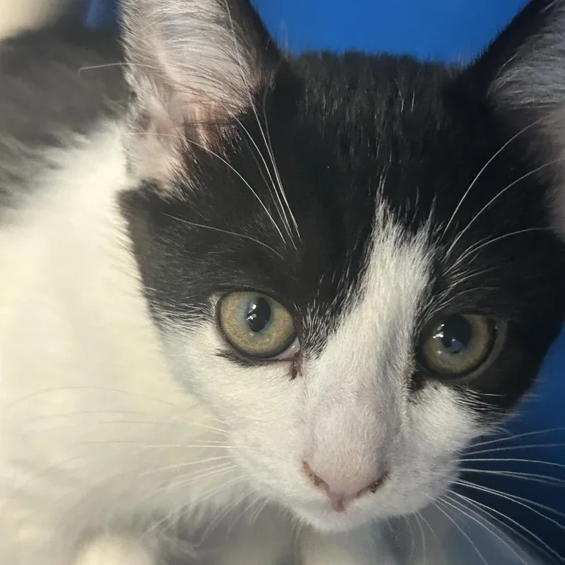 A baby small-sized female Black Domestic Short Hair cat named Sour Green Apple Ice for adoption in East Smithfield , PA