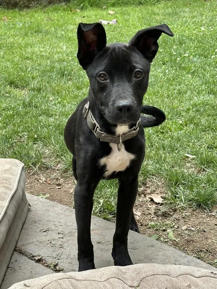 A baby large-sized male Tricolor (Brown, Black, & White) Pit Bull Terrier dog named Ninja for adoption in Pottstown, PA