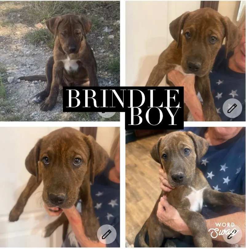A young medium-sized male Brindle Catahoula Leopard Dog dog named Brindle Catahoula Boy for adoption in canyon lake, TX
