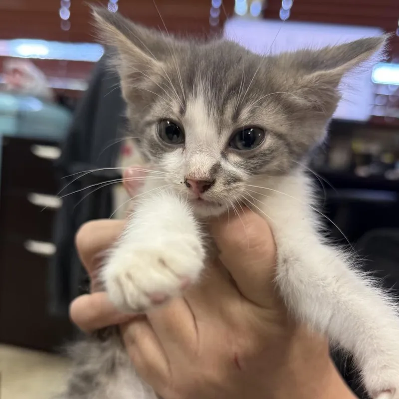 Bowie