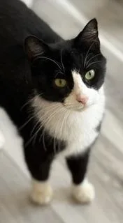 A young medium-sized female Black & White / Tuxedo Domestic Short Hair cat named Charlotte for adoption in Philadelphia, PA