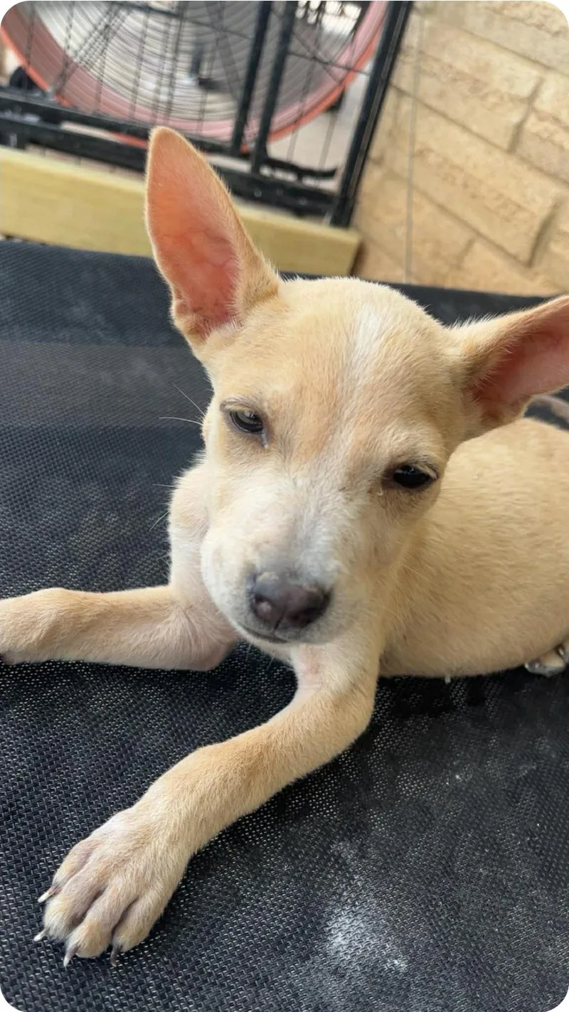 A baby small-sized female Apricot / Beige Chihuahua dog named Ginger for adoption in Paramus, NJ