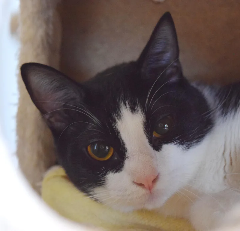 A young medium-sized female Domestic Short Hair cat named Moana for adoption in Bulverde, TX