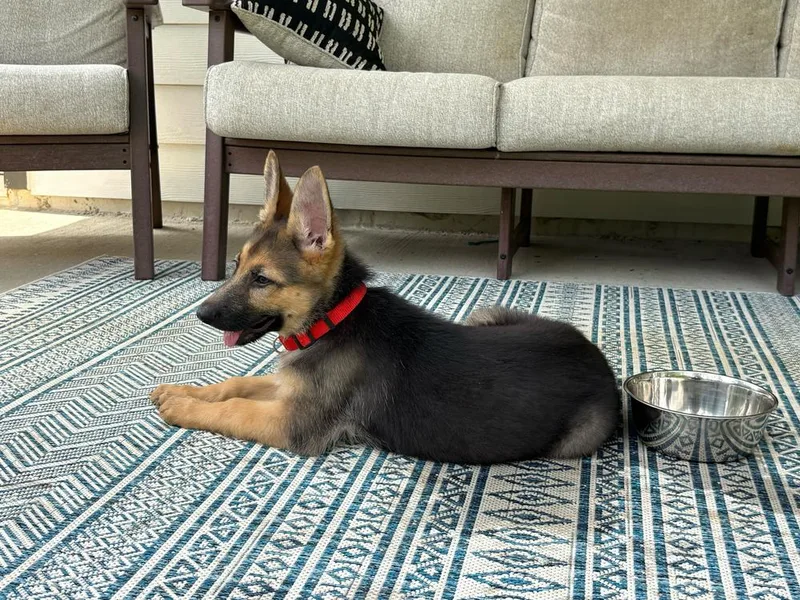 A baby large-sized female Brown / Chocolate German Shepherd Dog dog named Poppy for adoption in Houston, TX