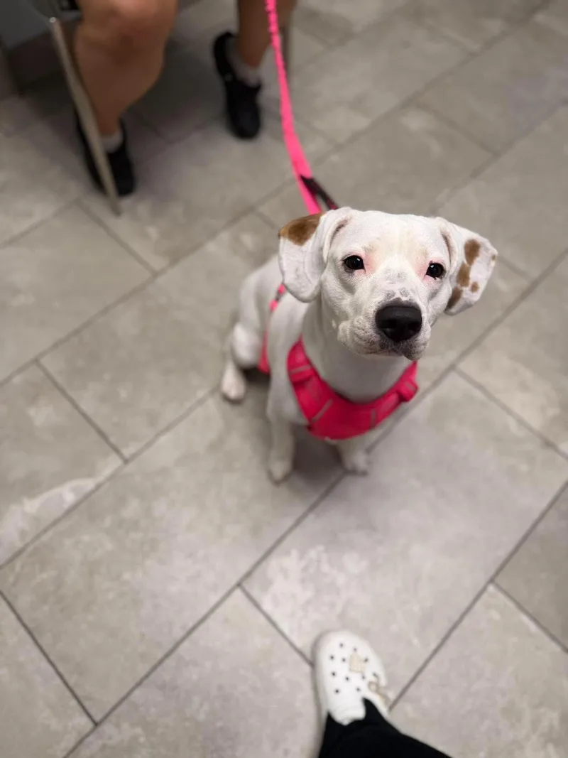 A young medium-sized female Beagle dog named Lola for adoption in Westwood, NJ
