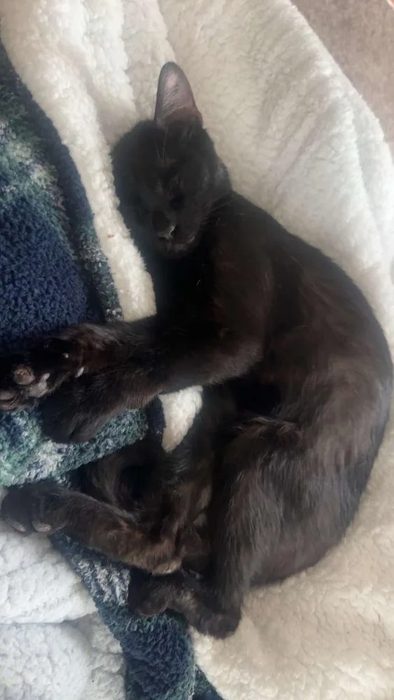 An adult medium-sized male Black Domestic Short Hair cat named Sirius for adoption in Plymouth, MI