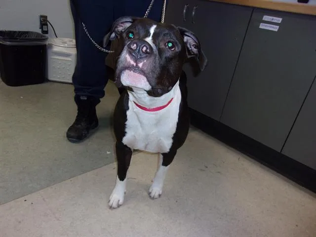 An adult large-sized male Mixed Breed dog named Lio for adoption in Van Nuys, CA