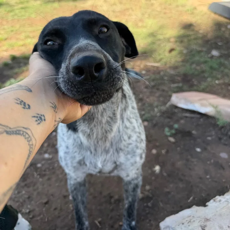 An adult medium-sized female Black Mixed Breed dog named Momma Mali for adoption in Moab, UT