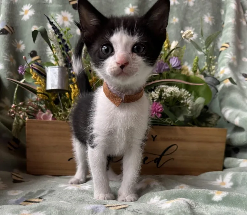 Caspian