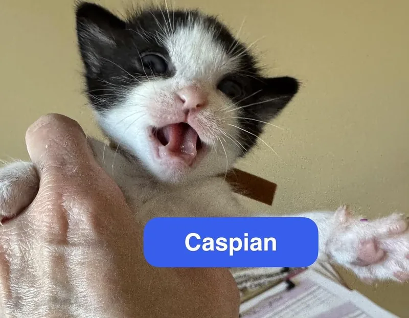 Caspian thumbnail 2