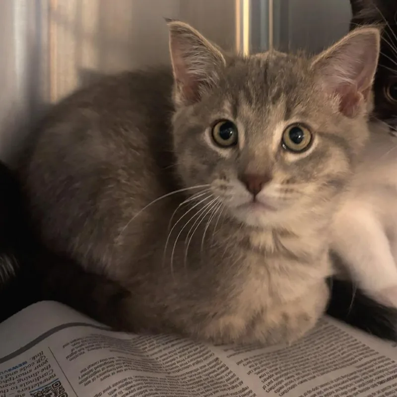 A baby small-sized male Gray / Blue / Silver Domestic Short Hair cat named Marcus for adoption in Belleville, IL