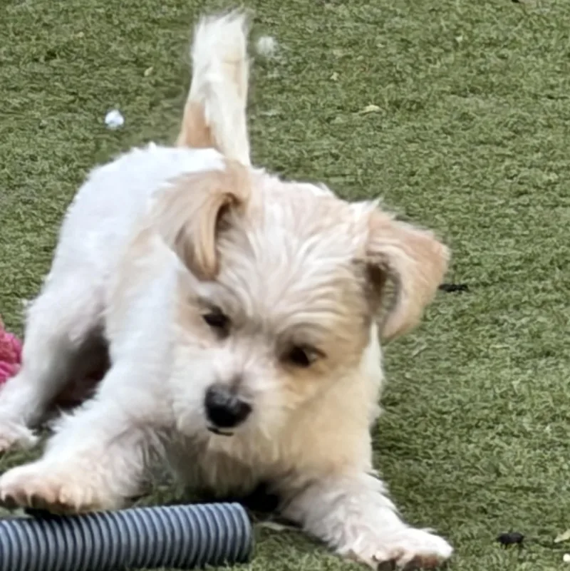 A young small-sized male Maltese dog named Balducci — The Little for adoption in Houston, TX