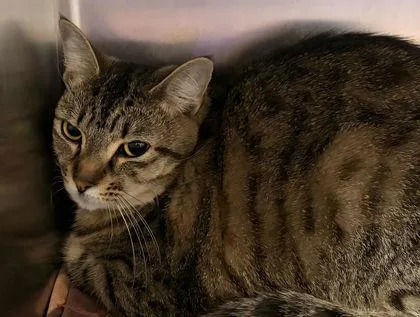 A young small-sized female Domestic Short Hair cat named Ansley for adoption in New Albany, IN