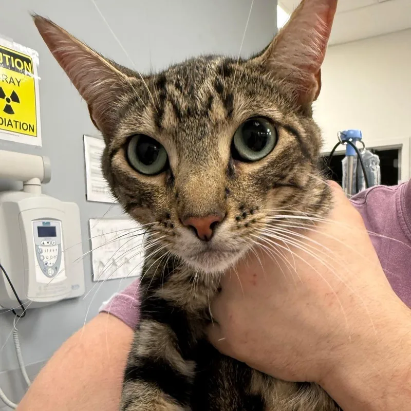 An adult medium-sized male Brown / Chocolate Domestic Short Hair cat named Ashley "Ashy Slashy" El for adoption in Normal, IL