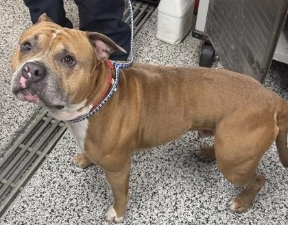 An adult large-sized male Mixed Breed dog named Silver Fka Posty for adoption in West Chester, PA