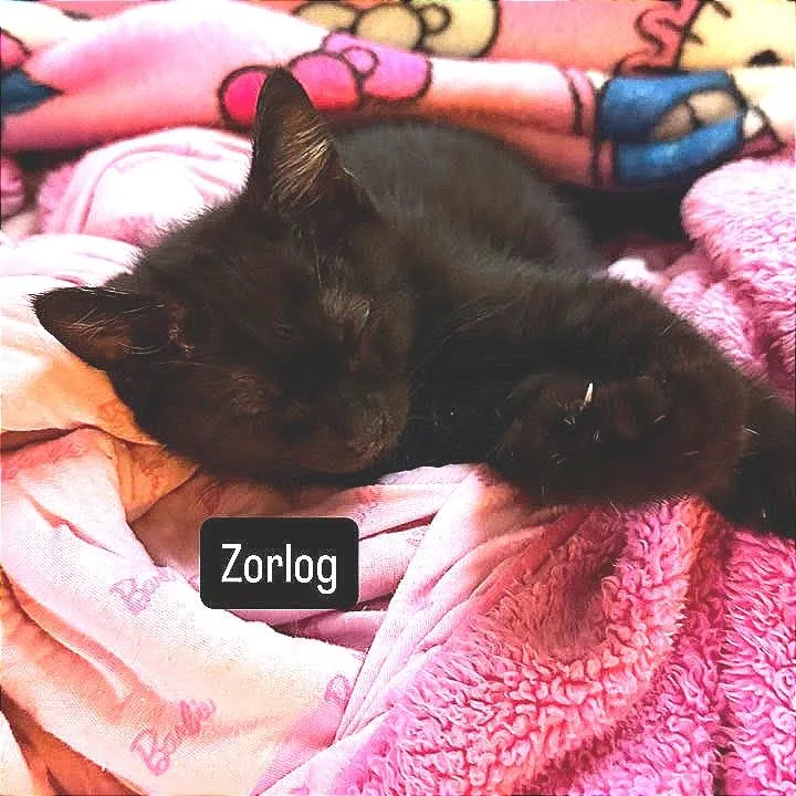 Zorlog thumbnail 3