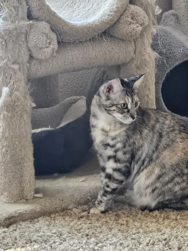 Darla & Galinda thumbnail 2