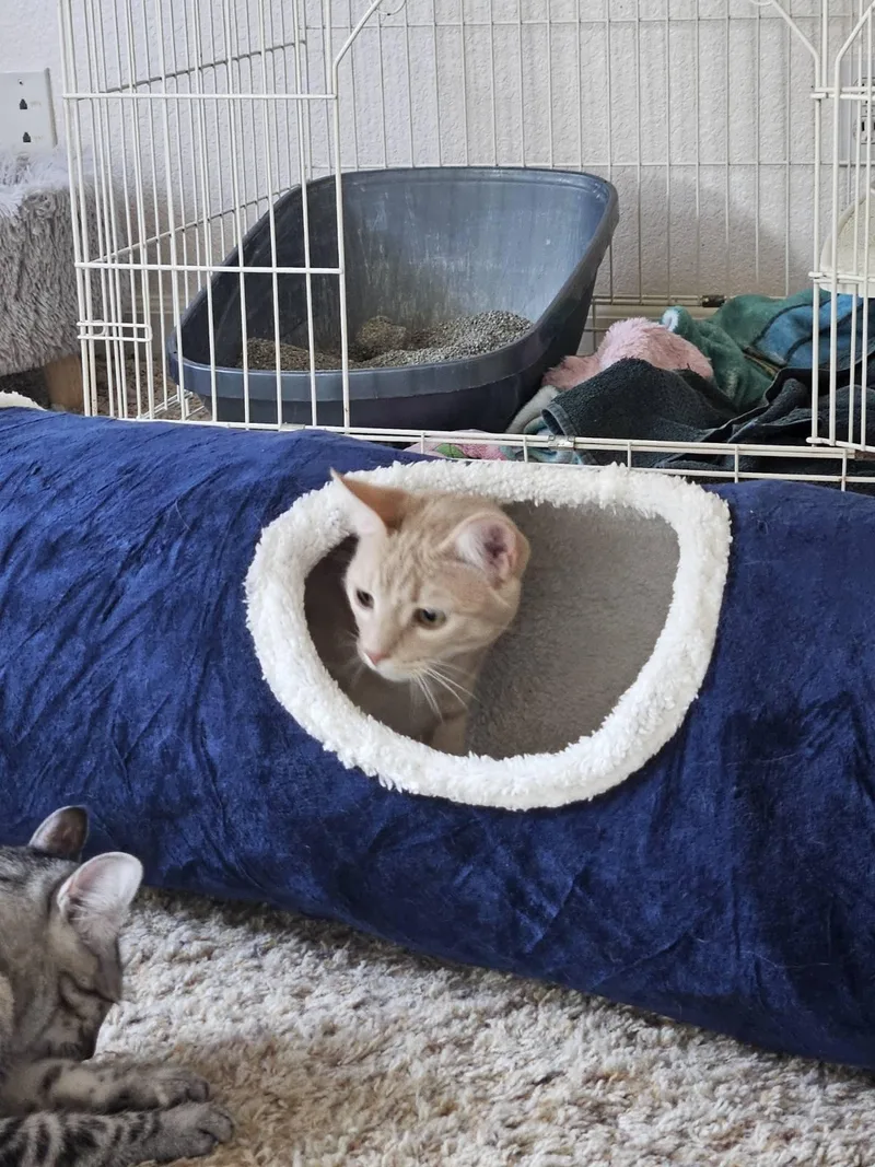 Darla & Galinda thumbnail 3