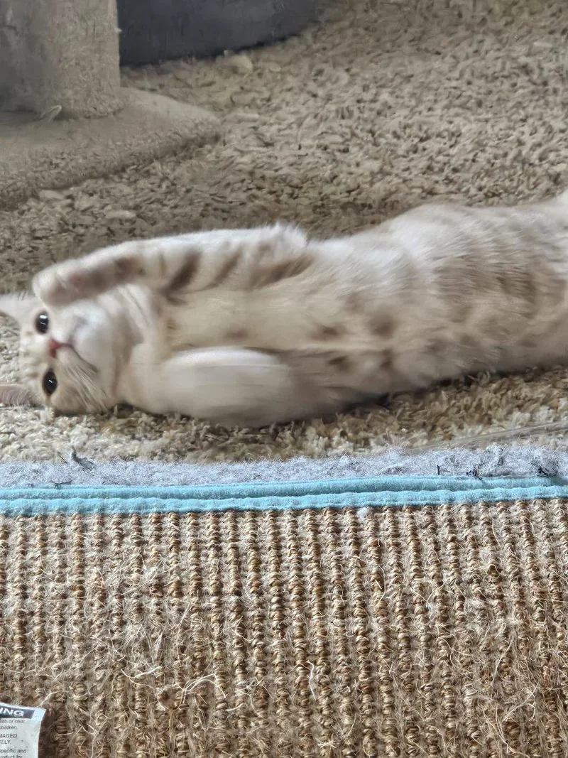 Darla & Galinda thumbnail 4