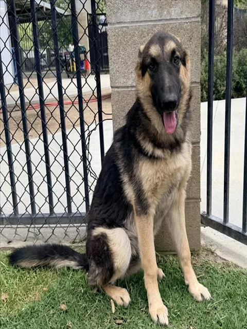 A young large-sized male German Shepherd Dog dog named Jaden for adoption in Riverside, CA
